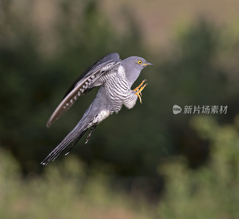 布谷鸟Cuculus canorus